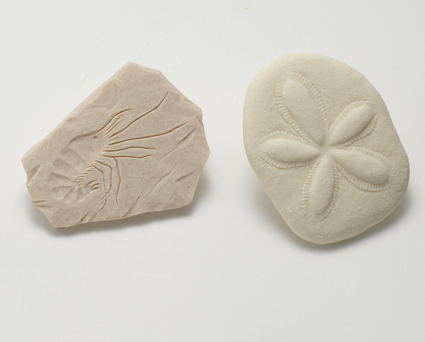 Let's investigate fossils (indoor or outdoor)