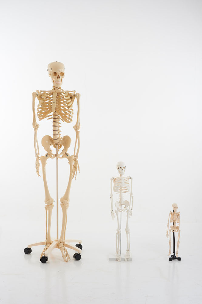 Life-Size Skeleton 1.6m