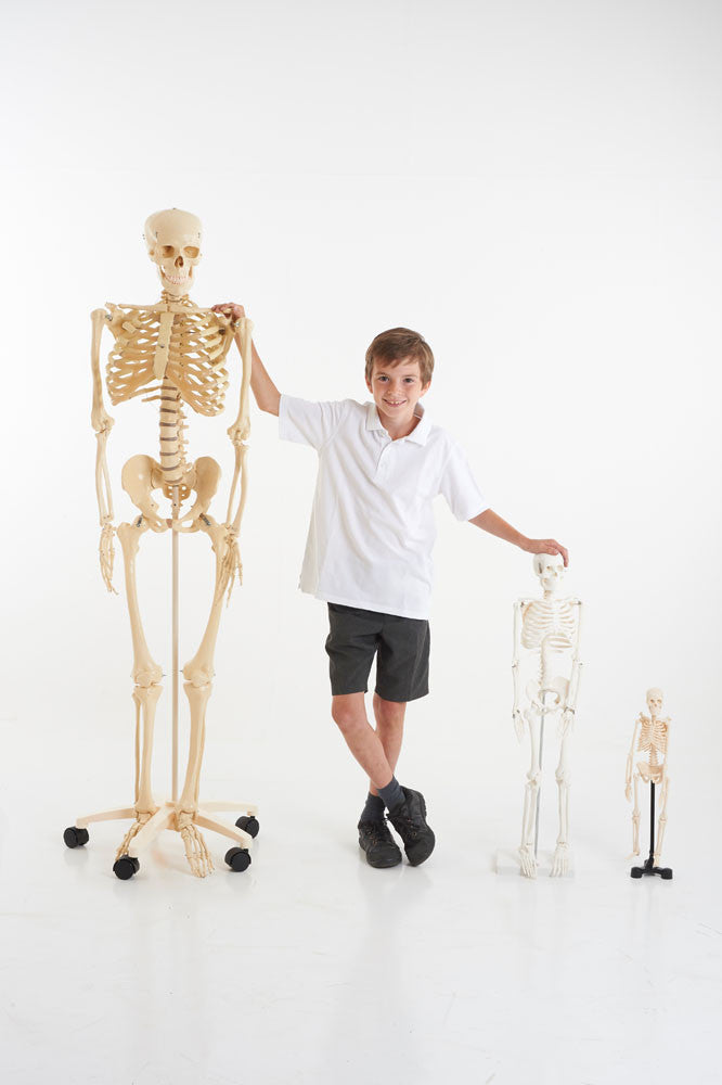 Life-Size Skeleton 1.6m